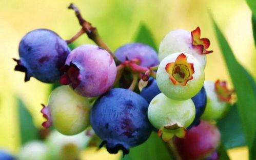 国产茶梅品种大全图解视频,一网打尽茶梅之美