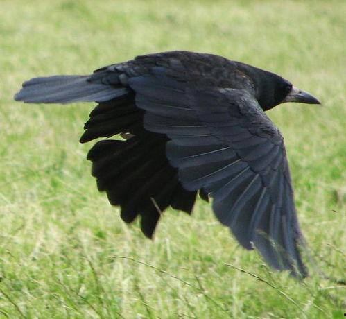 国产黑蛇图片视频网页版  第1张